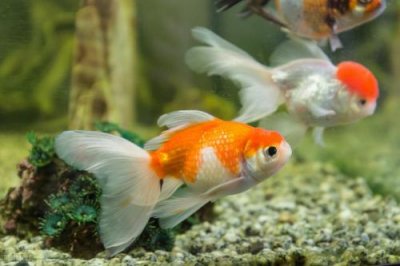 ​天津鱼苗批发市场(黑鱼苗批发价格)