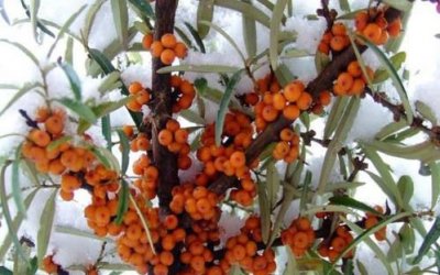 ​沙棘果可以泡酒喝吗，沙棘果和雪菊能一起泡吗？