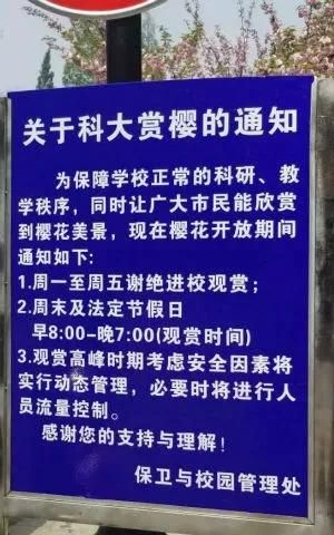 武汉樱花什么时候开，武汉华农樱花什么时候开？图4