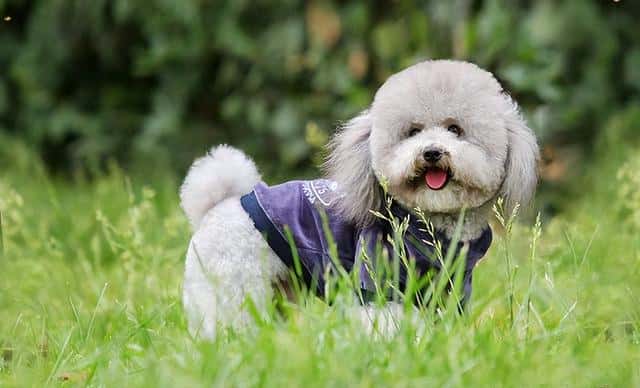 宠物狗狗免费领养（贵宾犬多少钱一只-）