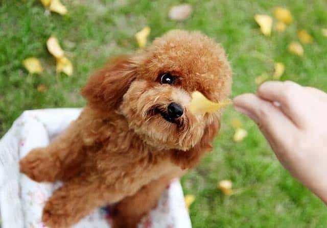 宠物狗狗免费领养（贵宾犬多少钱一只-）