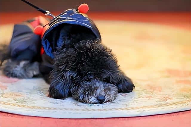 宠物狗狗免费领养（贵宾犬多少钱一只-）