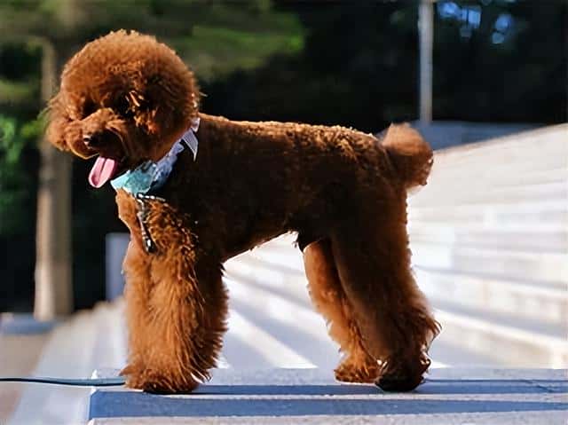 宠物狗狗免费领养（贵宾犬多少钱一只-）