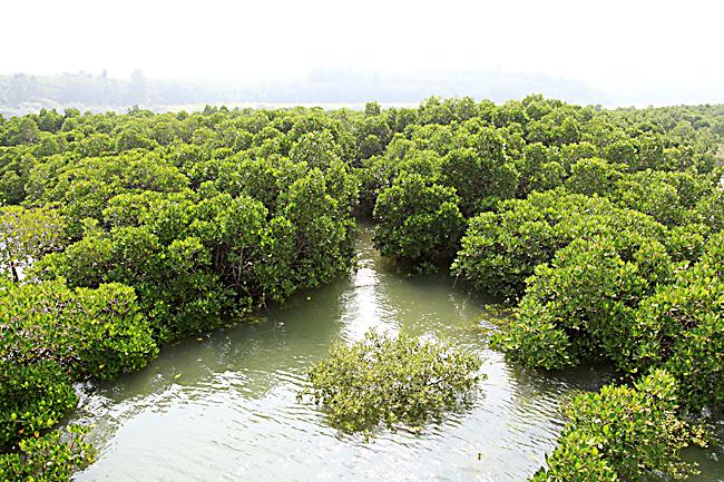 二、红海湾红树林湿地公园