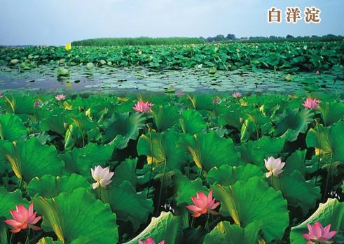 5、白洋淀荷花庄园