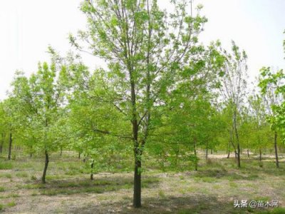 ​白蜡树种植方法及注意事项  白蜡树种植时间