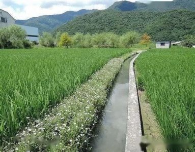 ​赤足走在田埂上原唱(赤足走在田埂上歌词)
