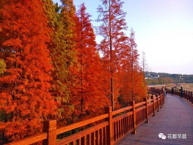 4.西湾内，有鸟岛、水杉林等；