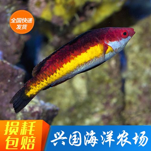 2.东湾内，有水禽保护区和观赏鱼类；