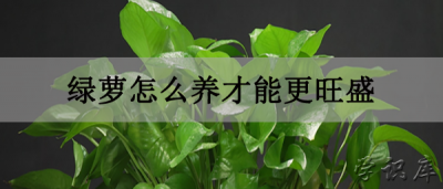 ​绿萝如何养才能更旺盛，绿萝的养殖方法和注意事项