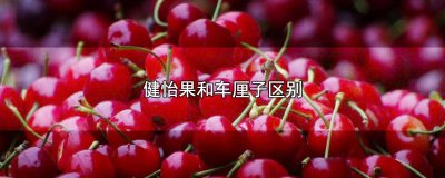 ​健怡果和车厘子区别