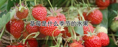 ​草莓是什么季节的水果