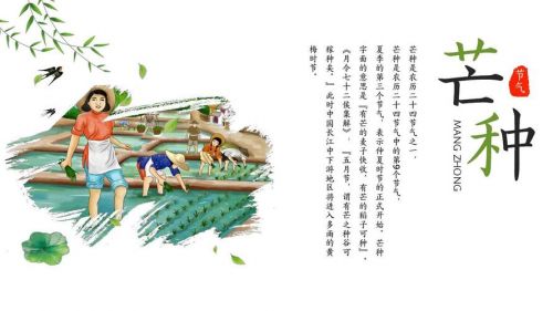 芒种节气风俗  芒种节气民间风俗-第1张图片-