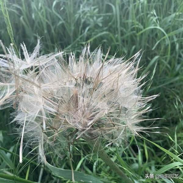 蒲公英种子多少钱一斤-（蒲公英多少钱一斤干的）