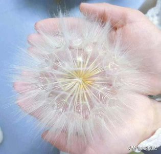​蒲公英种子多少钱一斤-（蒲公英多少钱一斤干的）