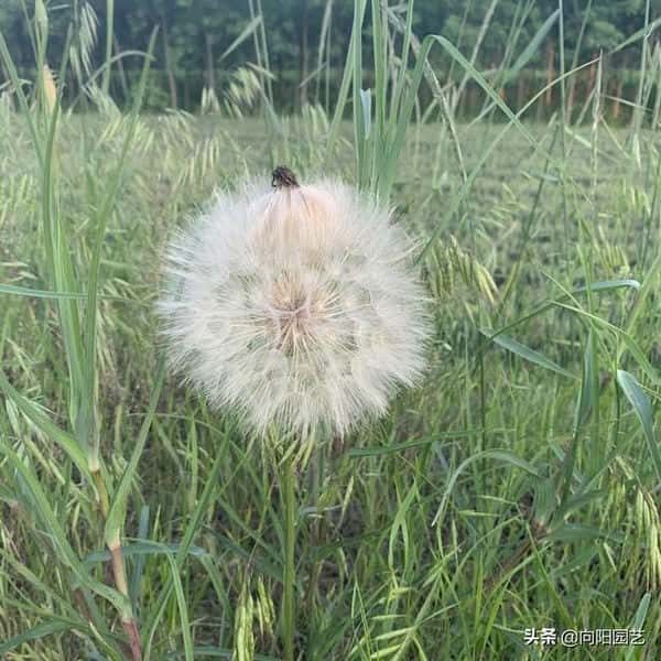 蒲公英种子多少钱一斤-（蒲公英多少钱一斤干的）