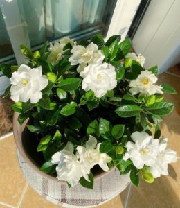 ​栀子花叶子黄了是怎么回事-（栀子花的叶子发黄的原因和怎样处理）