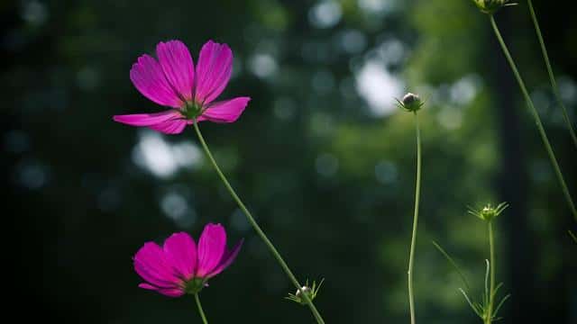 波斯菊种子什么时候种合适（波斯菊种子什么时候播种最好）
