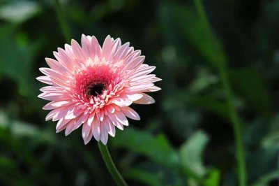 ​波斯菊种子什么时候种合适（波斯菊种子什么时候播种最好）