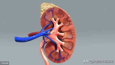 ​人有几个腰子(割腰子会死人吗)
