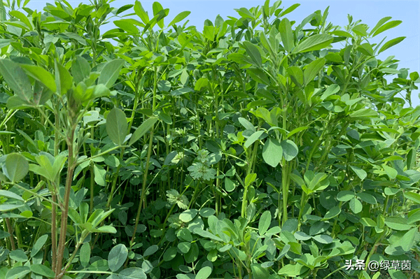 苜蓿草的种植季节和种植方法(苜蓿一年能割几茬)