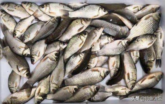 水母粉钓鲫鱼效果怎么样（水母粉饵料如何正确使用）