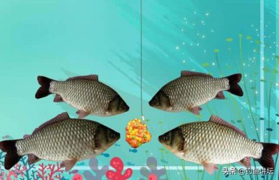 ​水母粉钓鲫鱼效果怎么样（水母粉饵料如何正确使用）