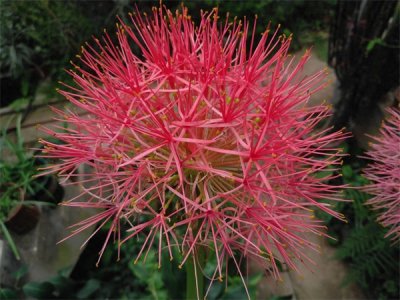 ​石蒜科花卉有哪些(石蒜科花卉主要有哪些品种)