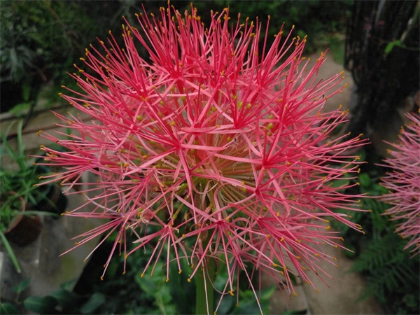 石蒜科花卉有哪些(石蒜科花卉主要有哪些品种)