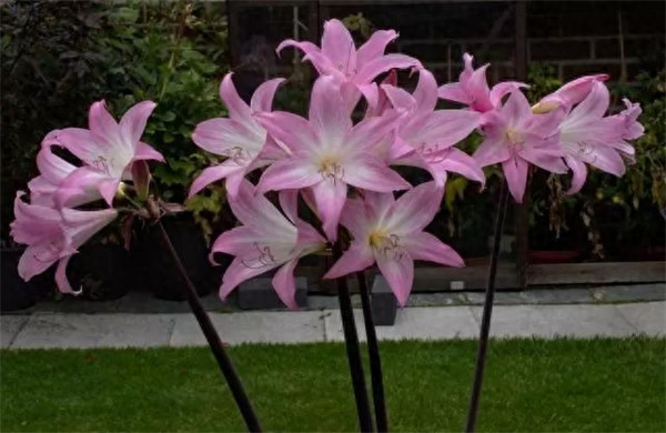 石蒜科花卉有哪些(石蒜科花卉主要有哪些品种)