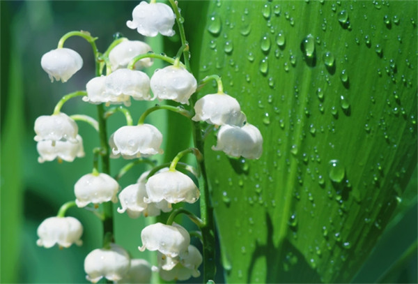 铃兰花几点开花(铃铛花开花时间是几点)