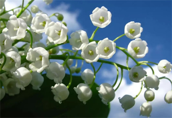 铃兰花几点开花(铃铛花开花时间是几点)