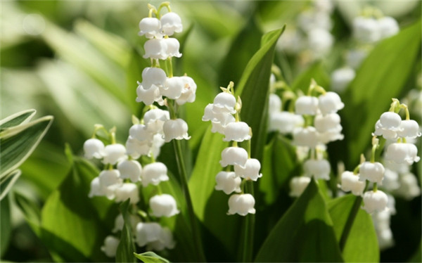 铃兰花几点开花(铃铛花开花时间是几点)