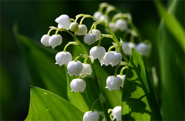 铃兰花几点开花(铃铛花开花时间是几点)