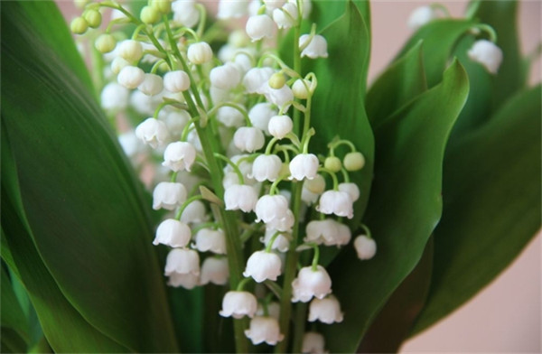 铃兰花几点开花(铃铛花开花时间是几点)