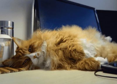 ​哪种猫容易掉毛（什么猫容易掉毛）