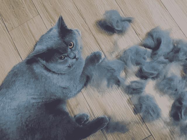 哪种猫容易掉毛（什么猫容易掉毛）