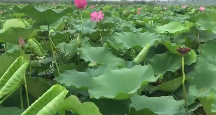 荷花淀的作者(荷花淀主要内容概括)
