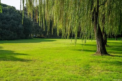 ​说说山东16个地级市的市树、市花