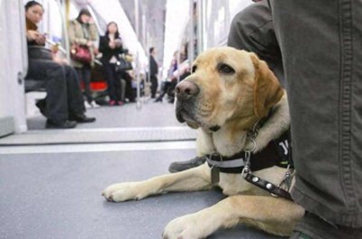 ​俗语“男不养猫，女不养狗”有道理吗？究竟表达的是什么意思？