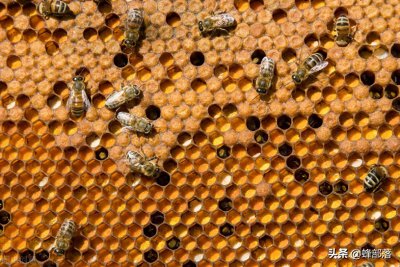 ​如何培育强壮的蜂王，3个技巧被养蜂人当做祖传秘方，一口气了解