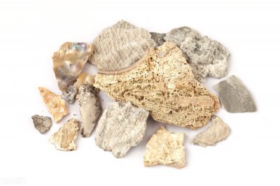 ​石决明 一味中药：石决明，煮粥吃，可平肝潜阳，降血压，化解头晕、头痛