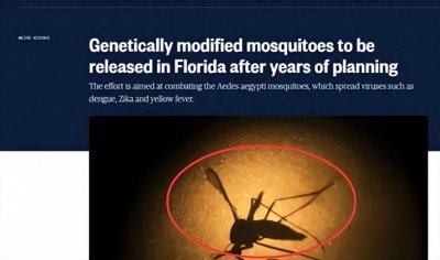 ​生物武器？美国将释放24亿只转基因蚊子，专家：将威胁粮食安全