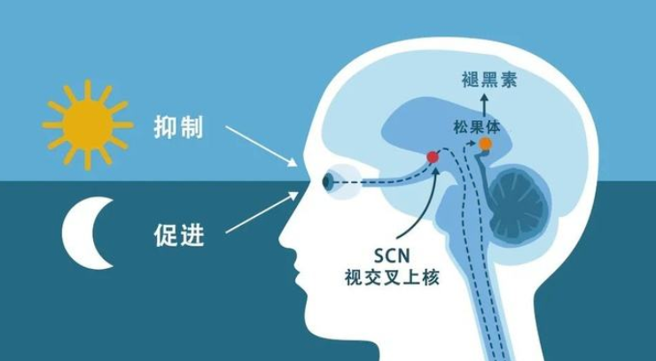 0秒快速入睡小窍门大全（哈佛医生的「60秒入睡法」，失眠的人这次有救了）"