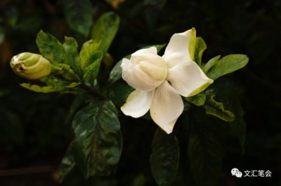 ​栀子花