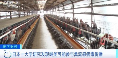 ​最新发现！蝇类，可能参与禽流感病毒传播