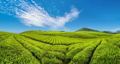 ​铜仁市属于哪个省(贵州铜仁：梵净山茶香溢天下)