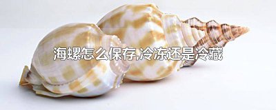 ​大海螺放冷藏行吗 鲜海螺可以冷冻保存吗