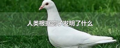 ​鸽子给人类的启示发明作文怎么写 鸽子给人类的启示发明作文三年级