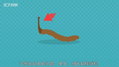 ​虫草的原产地是哪里 虫草产地分布图